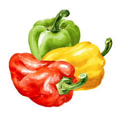 Multicolored Sweet bell pepper, Paprika.  Watercolor hand painted illustration, isolated on white background