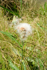 A dandelion flower lives among wild plants. Single Flower on meadow grassland. Plants & Flowers. Beautiful Flora. Lush green foliage. Grass and leaves in natural outdoor
