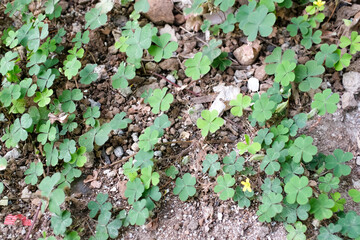 Texture Detail of the Ground covered by Green Clover Plants. A serene close-up of lush green clover leaves in the yard. Spring themes Background