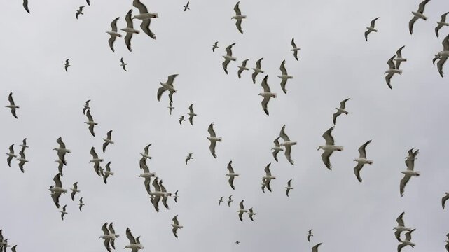A mesmerizing view of seagulls soaring gracefully against a cloudy sky. The birds form a captivating pattern in the air, showcasing the elegance of flight and the beauty of nature.