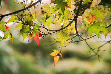 Obraz premium 金蔵寺の紅葉