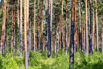 Obraz premium pine forest on a sunny day close up