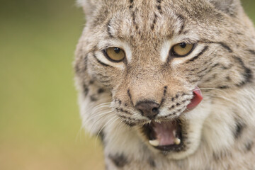 licking lynx, licking cat, cat tongue, portrait, Eurasian lynx, lynx lynx, wild cat, predator