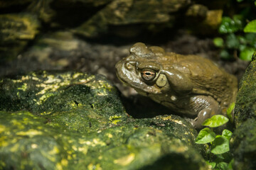 young goliath frog, conraua goliath, frog, amphibian, animal, pond, toad, eye, swamp, wet, rana, environment, bullfrog