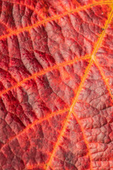 macro photography of red vine leaf, leaf veins, structure, texture, background, red, lines, pattern