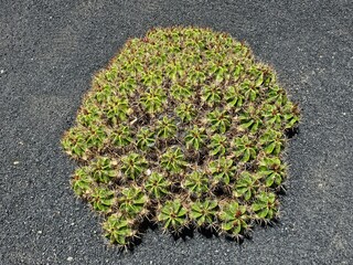 Une large colonie de cactus Mammillaria matudae, composée de multiples têtes compactes couvertes...