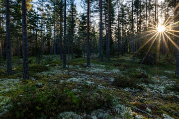 Sunshine pine forest in late november.Wild woods nature.