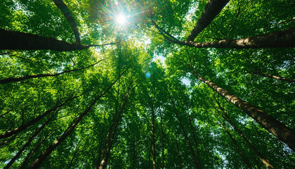 sun shining through the trees