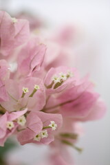 Obraz premium Flower feature, Bougainvillea, spectabilis, with pink color