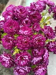 blooming pink chrysanthemum
