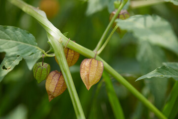 lose-up of cape gooseberry or goldenberry fruits (Physalis peruviana)