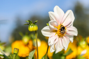 Obraz premium Soft Pink Dahlia in bloom with bumblebee on sunny day