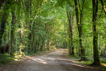 Obraz premium Forest in Ireland Hidden Heartlands in Summer