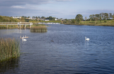 River Shannon with swans and Pedestrian Bridge