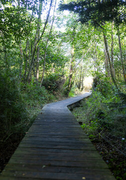 Forest in Irelands hidden heartlands