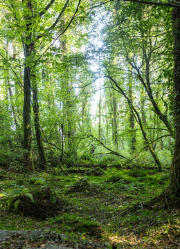 Forest in Irelands hidden heartlands in summer