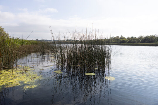 Ballinafid Lake in Co Westmeath in Ireland
