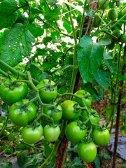 Green tomatoes growing on a vine in a garden