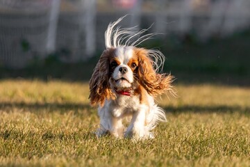 Cavalier King Charles Spaniel Running Lure Course Sprint Dog Sport