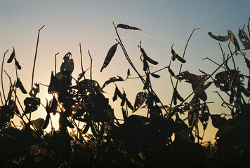 35MM Backlit Soybeans In Southern Illinois at Sunrise