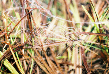 35mm Film spiderweb in Soybean Field in Southern Illinois