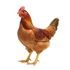 Fototapeta premium Brown chicken standing isolated on transparent background for farm and poultry concepts.