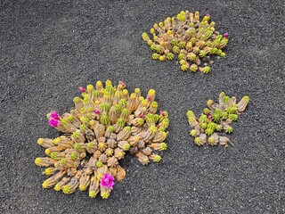 Trois touffes de cactus Echinopsis chamaecereus, aux segments tubulaires parsemés de petites...