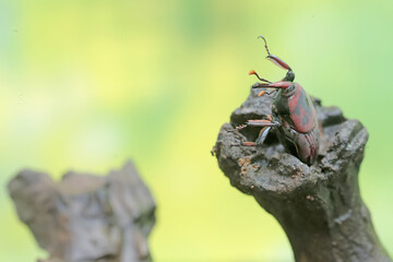 Fototapeta premium A red palm weevil or Asian palm weevil foraging on a rotting tree trunk. This insect has the scientific name Rhynchophorus ferrugineus. 