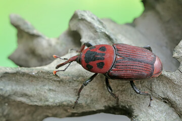 A red palm weevil or Asian palm weevil foraging on a rotting tree trunk. This insect has the scientific name Rhynchophorus ferrugineus.
