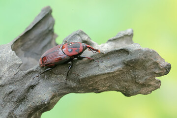 A red palm weevil or Asian palm weevil foraging on a rotting tree trunk. This insect has the scientific name Rhynchophorus ferrugineus.
