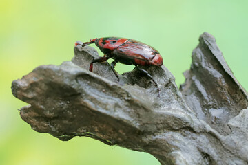 A red palm weevil or Asian palm weevil foraging on a rotting tree trunk. This insect has the scientific name Rhynchophorus ferrugineus.
