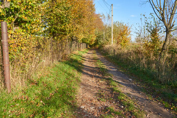 Obraz premium field road with trees in autumn, closed area and nearby dirt road in autumn, trees with yellowed leaves