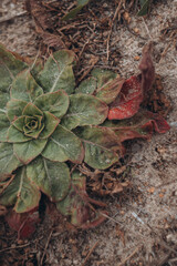 Nature and macro photography