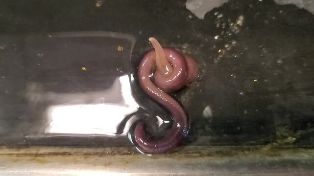 Close up earth worm 