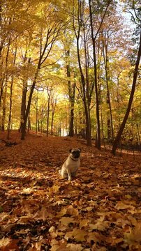 A pug exploring in a bed of golden autumn leaves in a serene forest, surrounded by tall trees and warm fall colors.