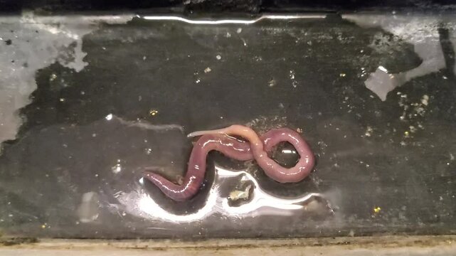 Close up earth worm 