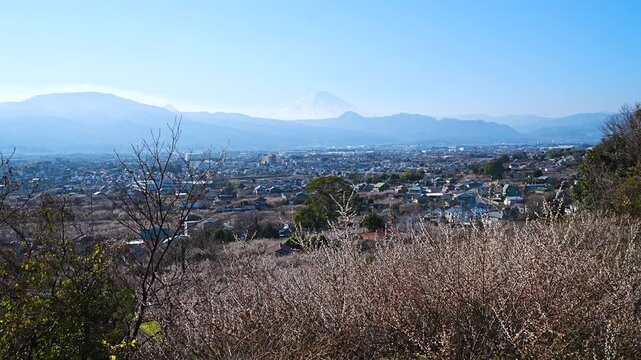 Soga plum grove and Odawara townscape and Mt. Fuji seen from Sogabetsusho