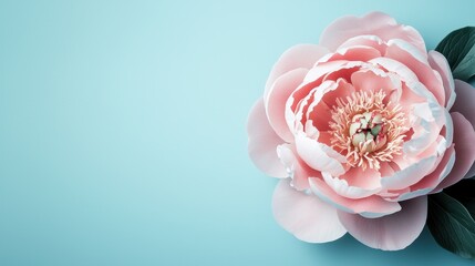 A delicate pink peony flower blooms against a soft blue background, highlighting its vibrant petals and intricate center.