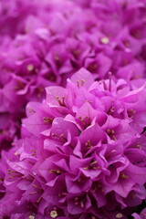 Flower feature, Bougainvillea, spectabilis, rose