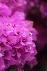 Fototapeta premium Flower feature, Bougainvillea, spectabilis, rose
