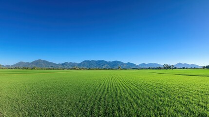 Naklejka premium Views of lush green rice fields bordered by mountains in the distance background wallpaper AI generated image
