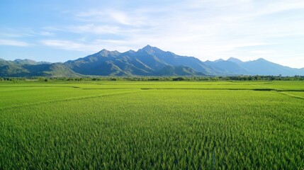 Fototapeta premium Vast lush green rice fields stretch across the landscape with green mountains in the background wallpaper AI generated image