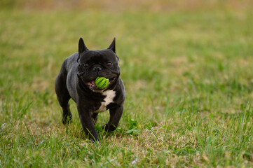 Dog frolics on walk, runs with favorite toy ball in teeth. Black French bulldog plays with ball on...