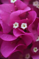 Obraz premium Flower feature, Bougainvillea, spectabilis, rose