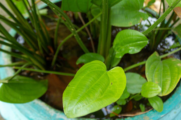 Fototapeta premium Echinodorus Cordifolius in Water Pot for Garden Decoration