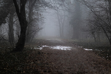 Obraz premium Mysterious dark misty haunted moody forest