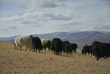 Fototapeta premium A close-up of the yaks