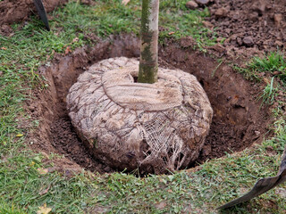 Planting trees in an alley along a ditch by the road. Trees in a row are planted in pits. They are...
