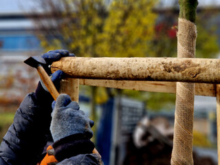 Planting trees in an alley along a ditch by the road. Trees in a row are planted in pits. They are...