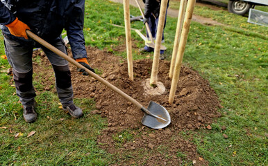 Planting trees in an alley along a ditch by the road. Trees in a row are planted in pits. They are...